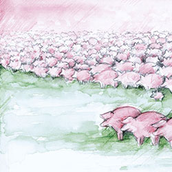 Pink Pigs