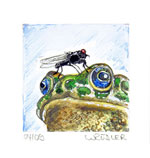 Frosch mit Mücke