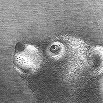 der kleine Bär