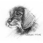 Tierportrait Bleistiftzeichnung Dackel