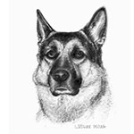 Schäferhund Tierportrait Bleistiftzeichnung 