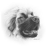 Wotan als Tierportrait Bleistiftzeichnung 