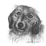 Line Tierportrait Bleistiftzeichnung 
