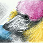 bunter Hund