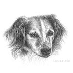 Aika Tierportrait Bleistiftzeichnung 