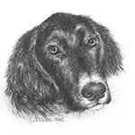 Tierportrait Bleistiftzeichnung Grabowsky
