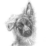 Kira Tierportrait Bleistiftzeichnung 