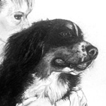 Tierportrait Bleistiftzeichnung Berner Sennenhund