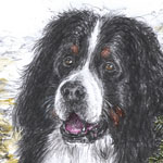 Tierportrait Quincey Berner Sennenhund