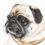Tierportrait Willi