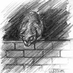 Katze auf Mauer