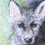 Wolf Welpe