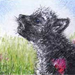 kleiner Wolf