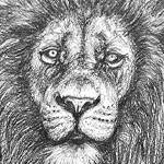 Tierportrait Löwe