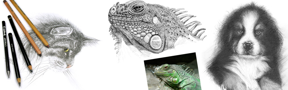 Tierportraitzeichnungen artwork Wolfgang Rösler